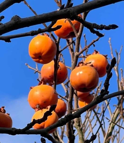 Hurmi kaki 'Sharon' , osobný odber